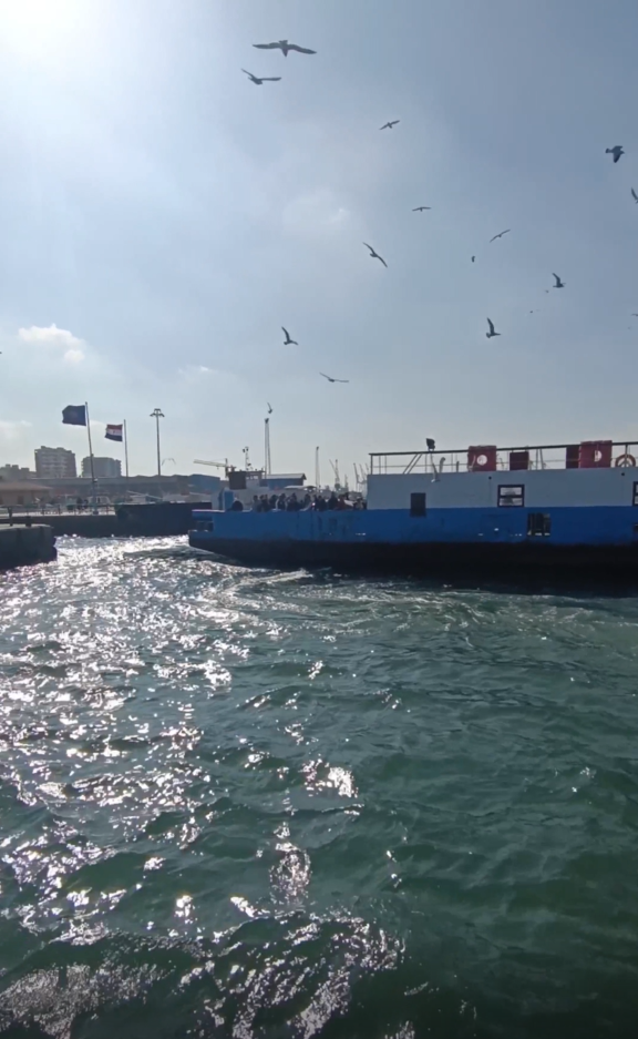 birds flying over the ferry entering the harbour 