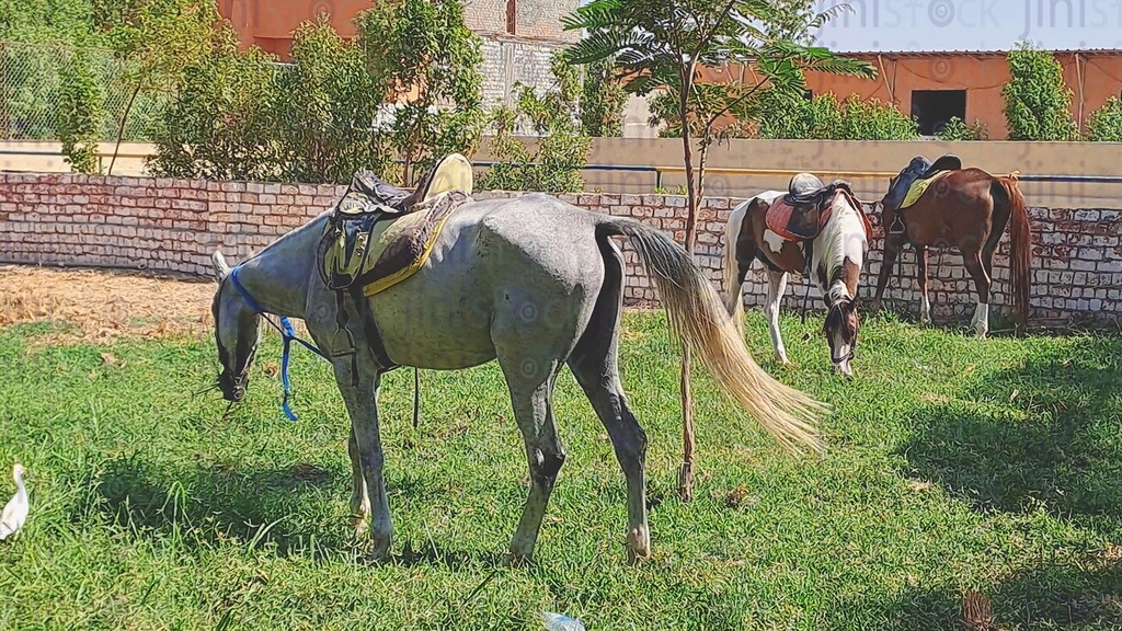 جمال الخيول في اسطبل في الحديقة.