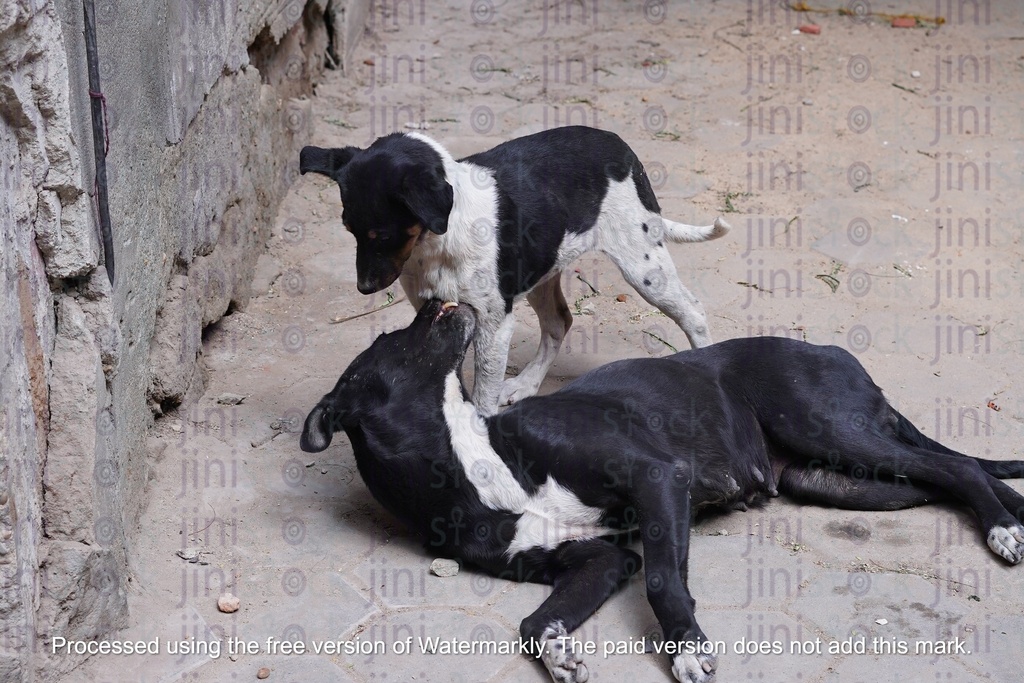 Street dogs playing