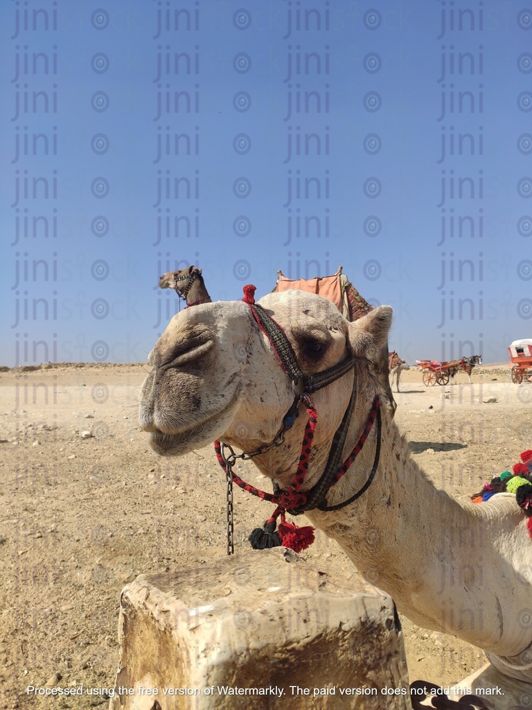 الجمل في الهرم