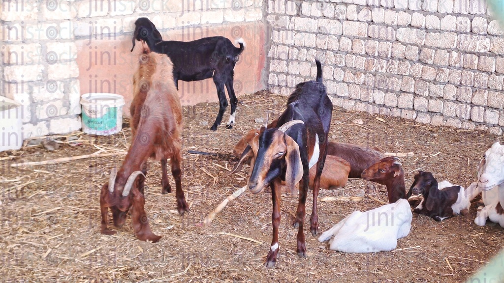 الماعز والجدي في مكان محاط بسياج من الطوب
