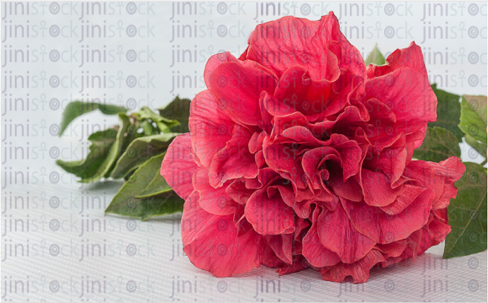 Red rose - stock image