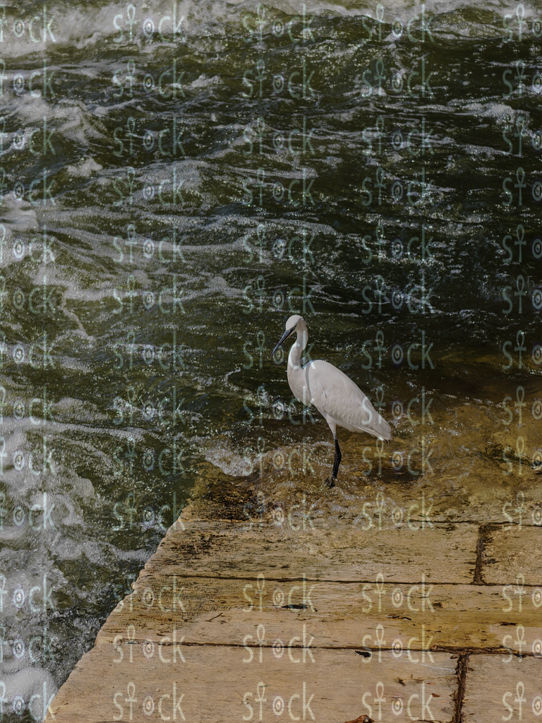 طائر البلشون على النيل