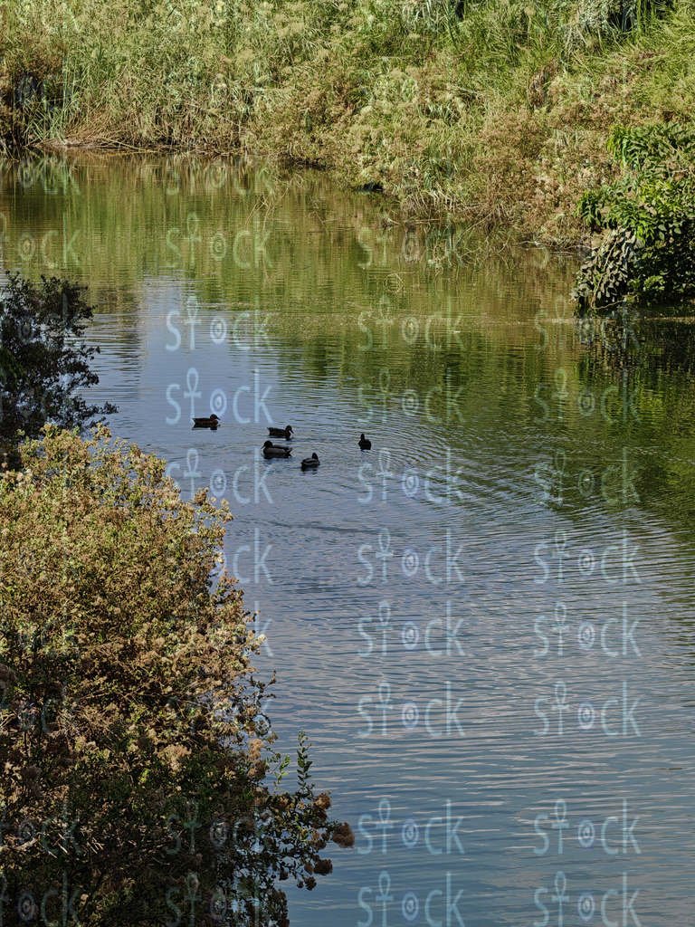 تدفق هادئ للنهر