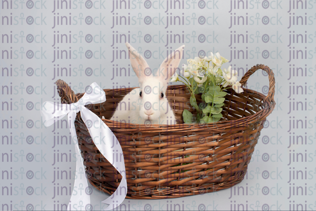 Easter white rabbit in a basket-stock image