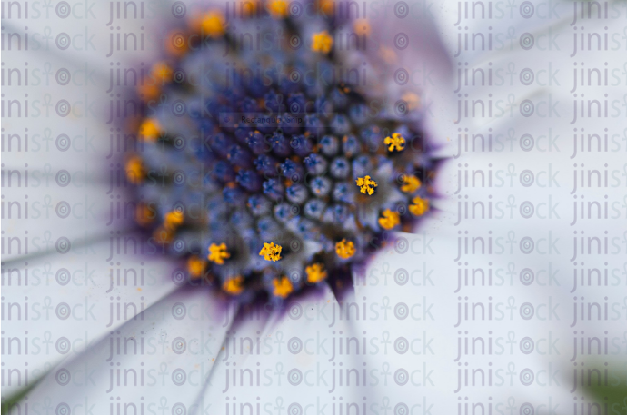 flower with white padel and purple center