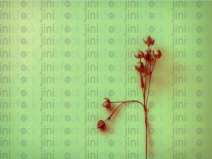 dried plant on isolated - stock image