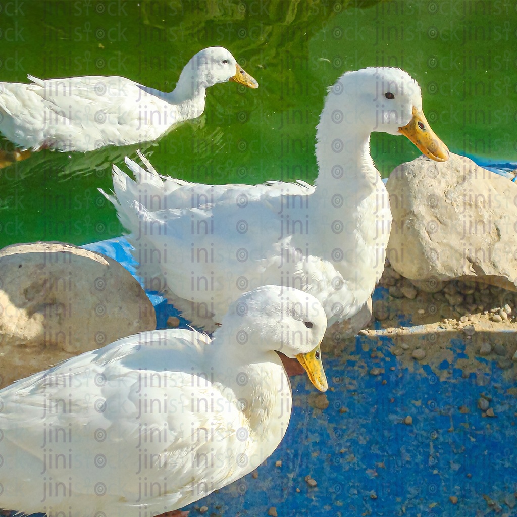 ducks drinking water or swimming on the pond