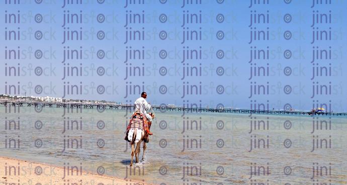 A man riding a camel in Sharm El Shiekh in the sea stock image.