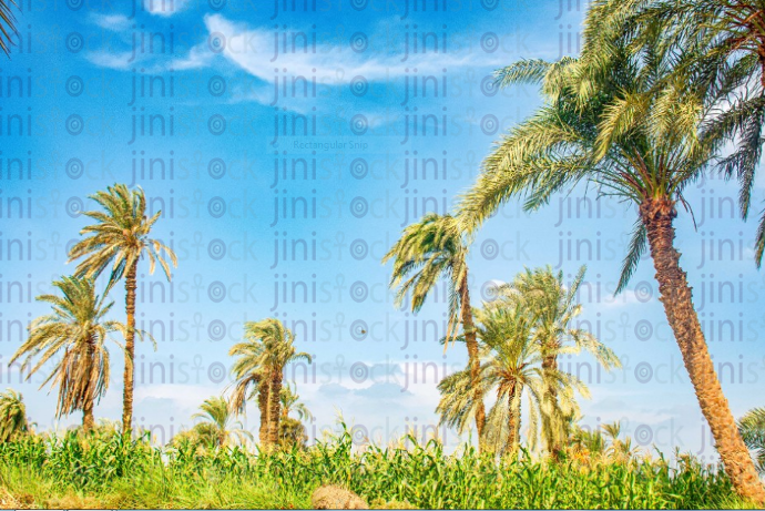 ِA farm in the Egyptian countryside stock image