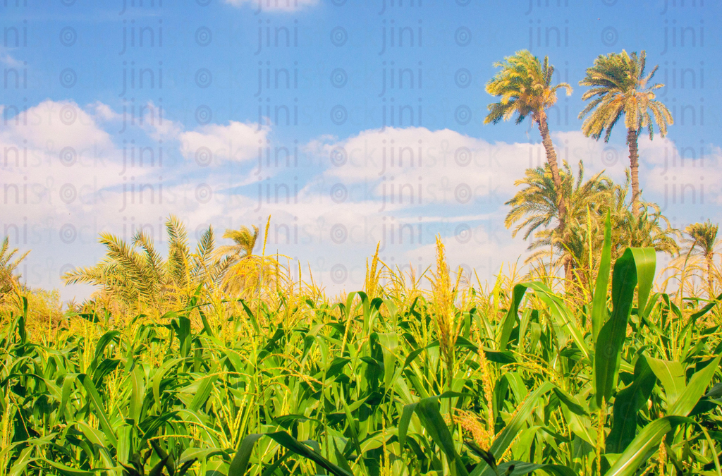 Egyptian farm in a sunny day