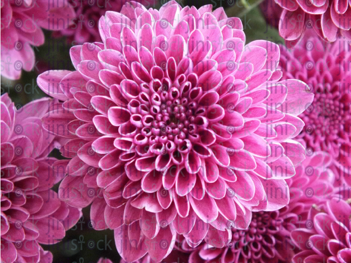 pink and purple flowers in spring - stock image