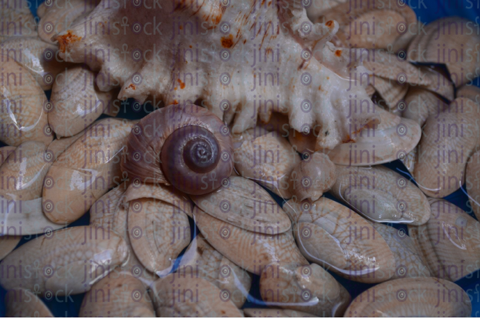 white seashells - stock image