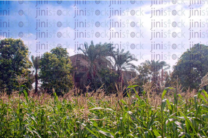 Egyptian countryside in Fayoum Egypt -stock image .. الريف المصرى بالفيوم