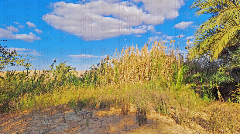 landscape in Siwa Egyptian Oasis  