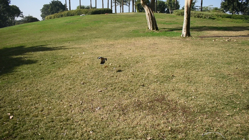 brid landing on a grass