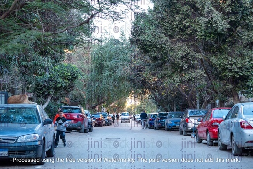 street with high trees- stock image