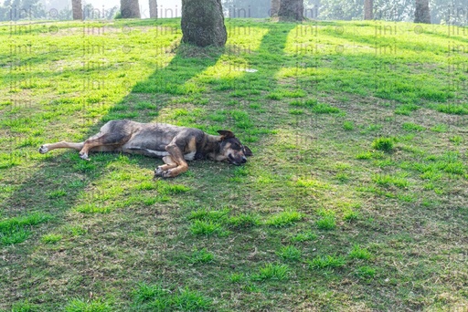 black dog sleeping on the grass