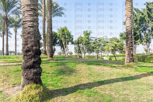 high palm trees in a fores garden