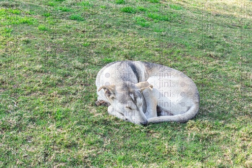 Grey dog on the grass