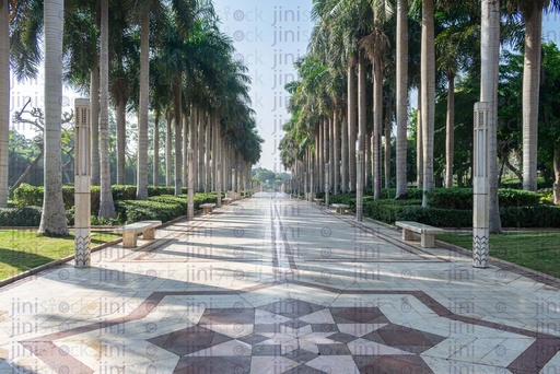 pathway through palm trees