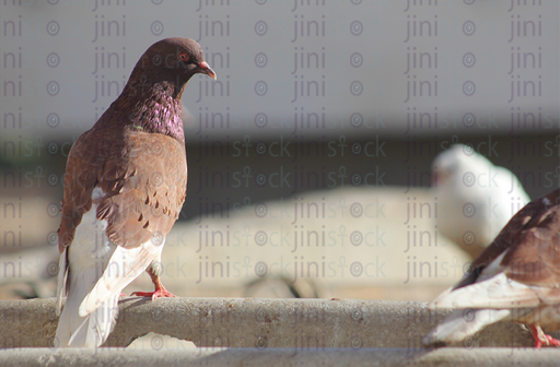 pigeon standing on a rock in focus isolated bird on a rock