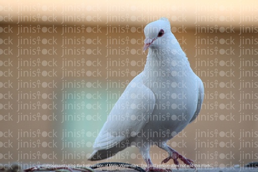 pigeon standing on a rock in focus isolated bird on a rock