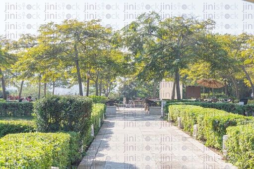 high trees at the end if a walkway in the middle of a garden