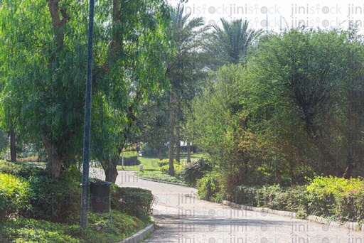 Thick green trees in a garden