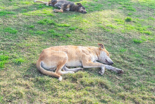 Brown dog sleeping on the grass