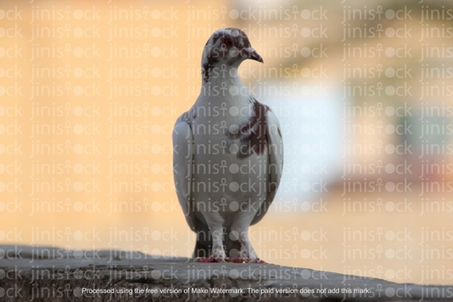 bird on a rock