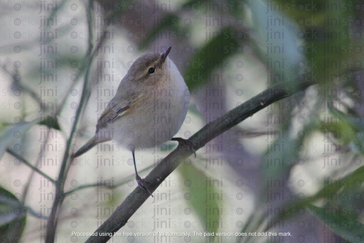 bird on a tree in focus isolated