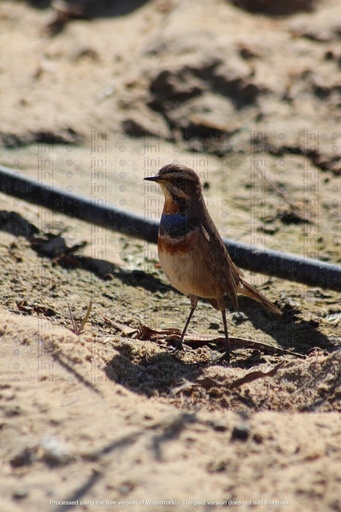 bird on a tree trunk