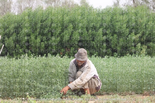 farmer collecting crops from his green field