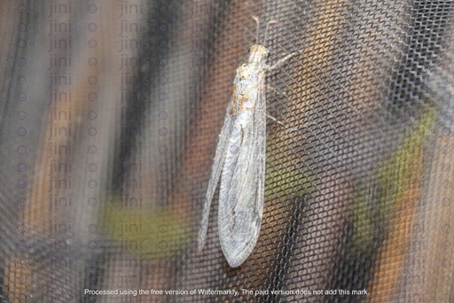 flying insect isolated from the back ground