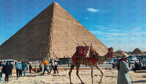 Camel at great pyramids of giza stock image with high quality