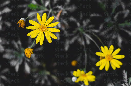 Yellow flower isolated