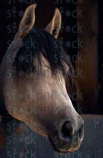 brown horse close up portrait stock image