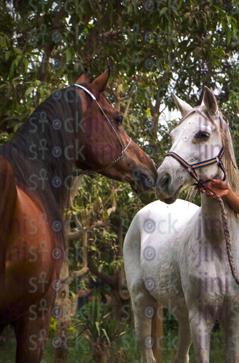 white and brown horse