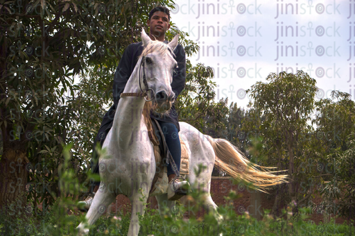 Egyptian man Riding a white horse stock image