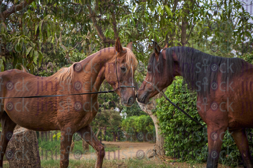 Two brown horses in a farm