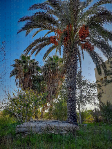 Palm tree in the middle of a green park or farm.