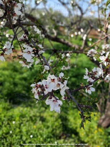 trees in spring