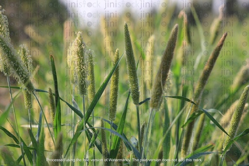 green field in the summer