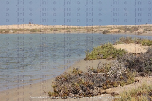 nature background for an oasis in the desert dried plants