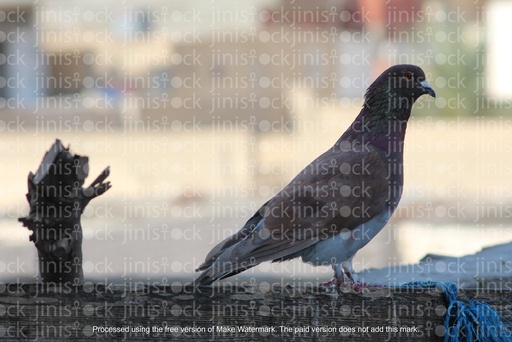 pigeons standing on a rock in focus isolated