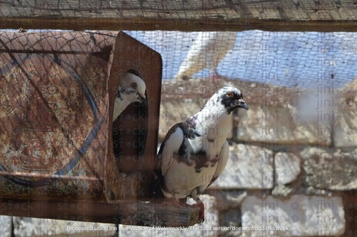 pigeon standing in its nest