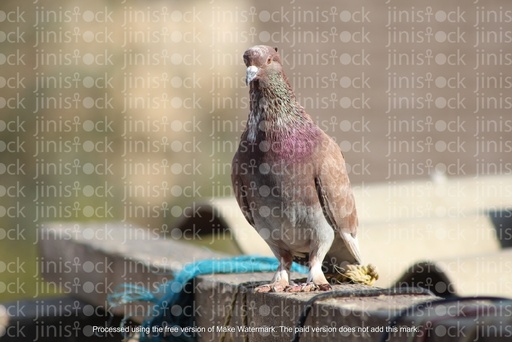 pigeon standing on a rock in focus isolated