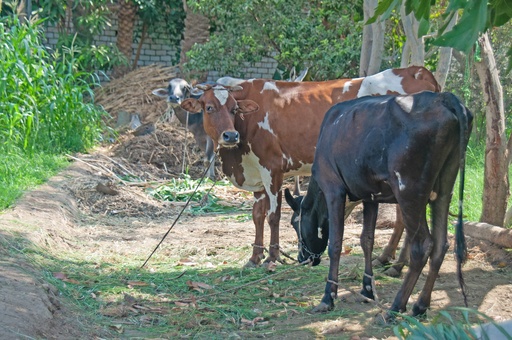 A farm in the Egyptian countryside in Fayoum.  cattles , Cows and buffaloes. ate grass in the field.