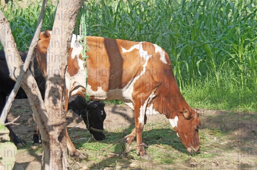 A farm in the Egyptian countryside in Fayoum. A cattle, agriculture , The cow ate grass.